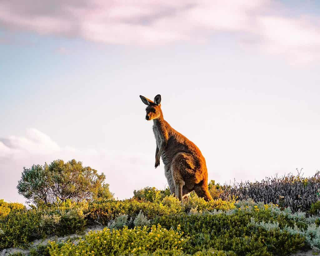 Kangaroo at sunset - Innes National Park