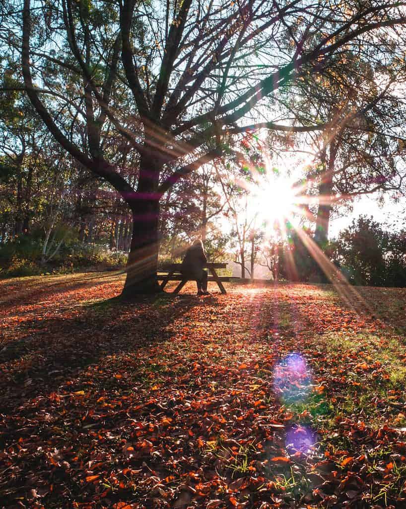 Figure on park bench with autumn leaves and sun rays