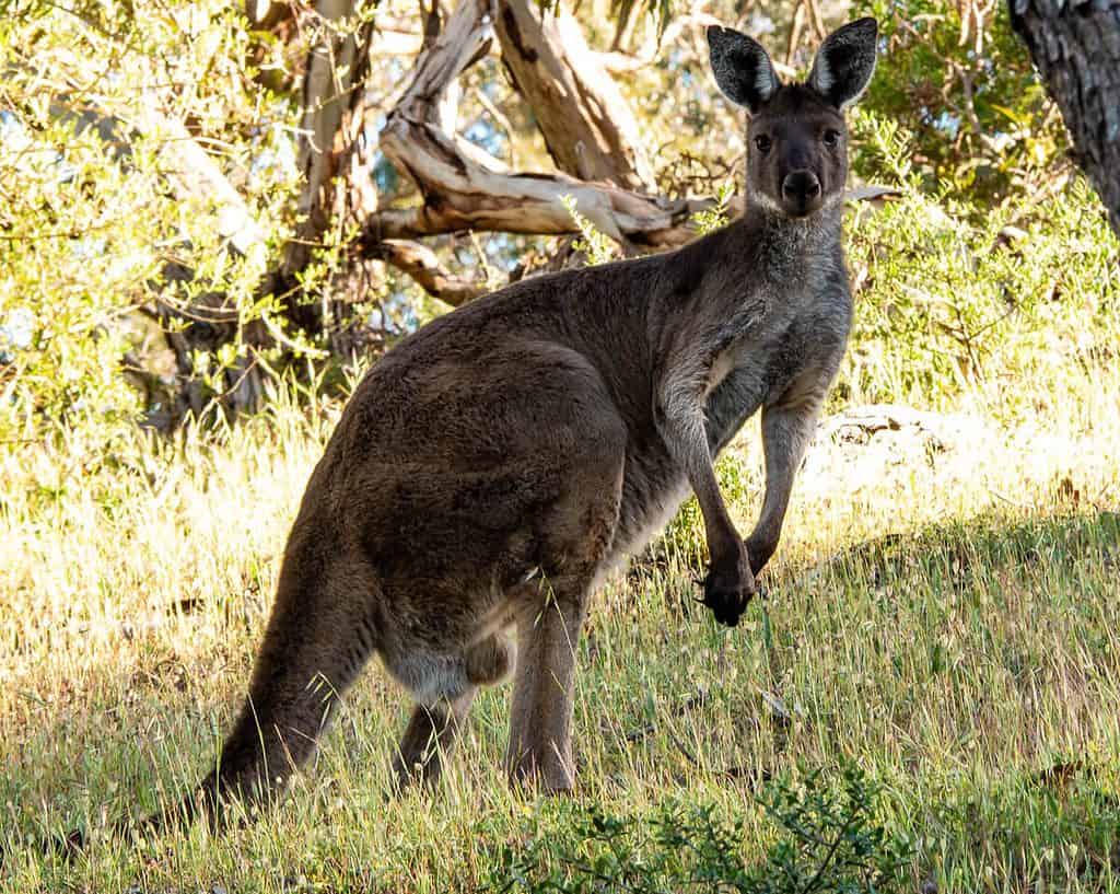 Kangaroo at Morialta
