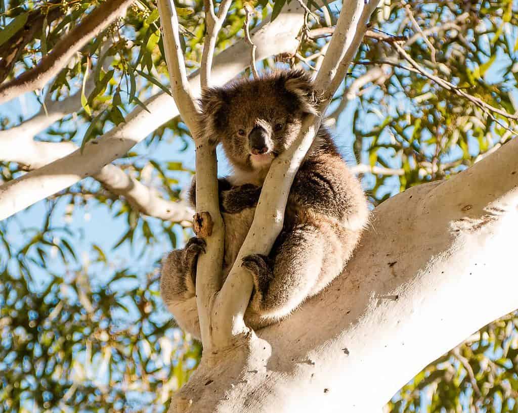 Koala in tree at Morialta