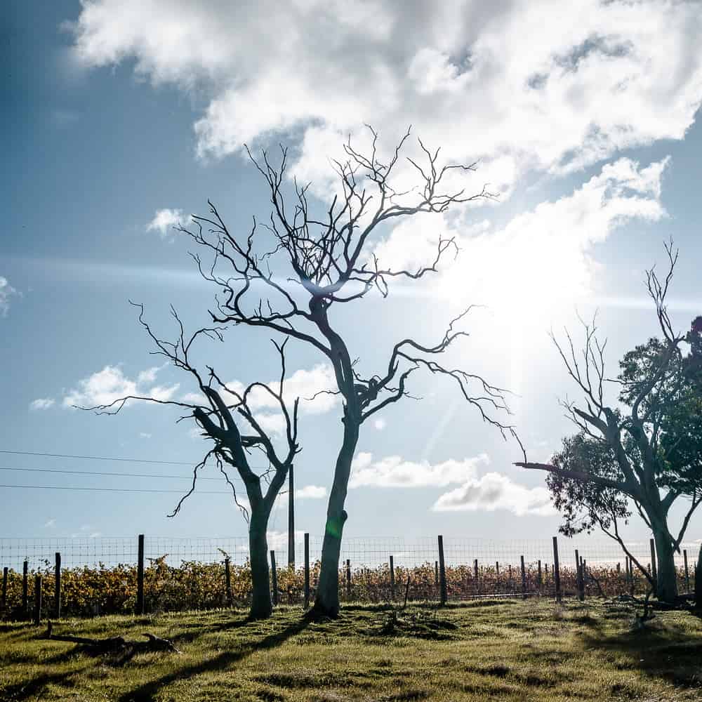 natural wine tour adelaide