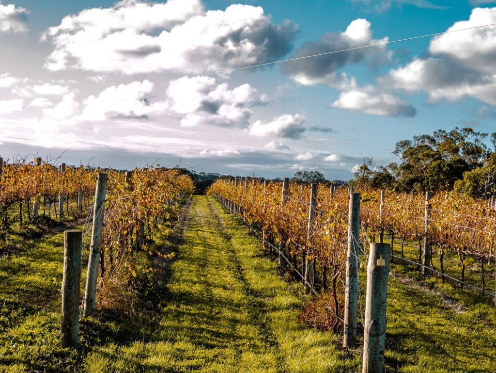 natural wine tour adelaide