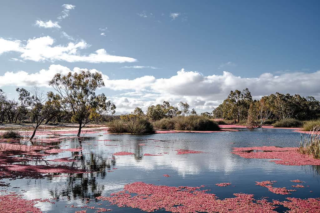 Banrock Station - Wetland - The Riverland - South Australia