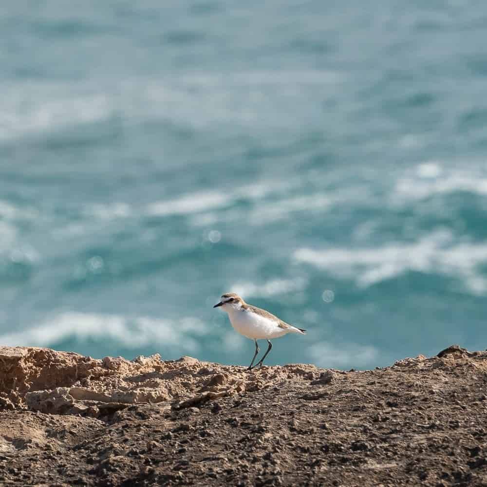 Red-Capped Plover