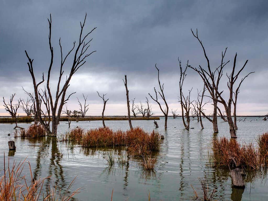 Lake Bonney, Riverland Ghostly trees emerging from water with moody look & dark clouds 