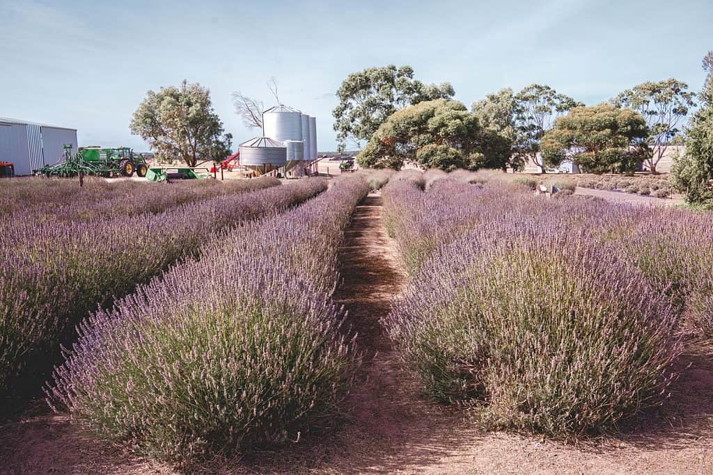  Kangaroo Island - Emu Bay Lavender Farm