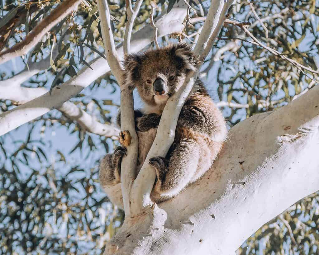 Koala at Morialta - Adelaide Guide 