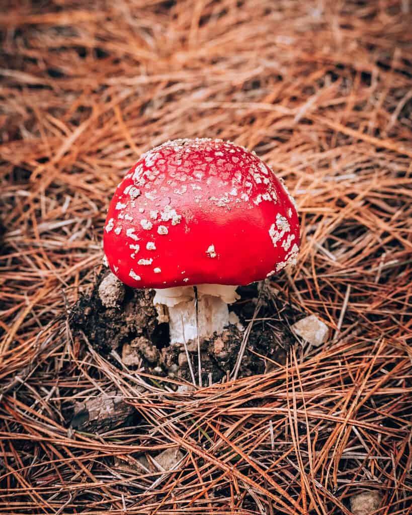 Mt Crawford Pine Forest - South Australia - Mushroom Foraging 
