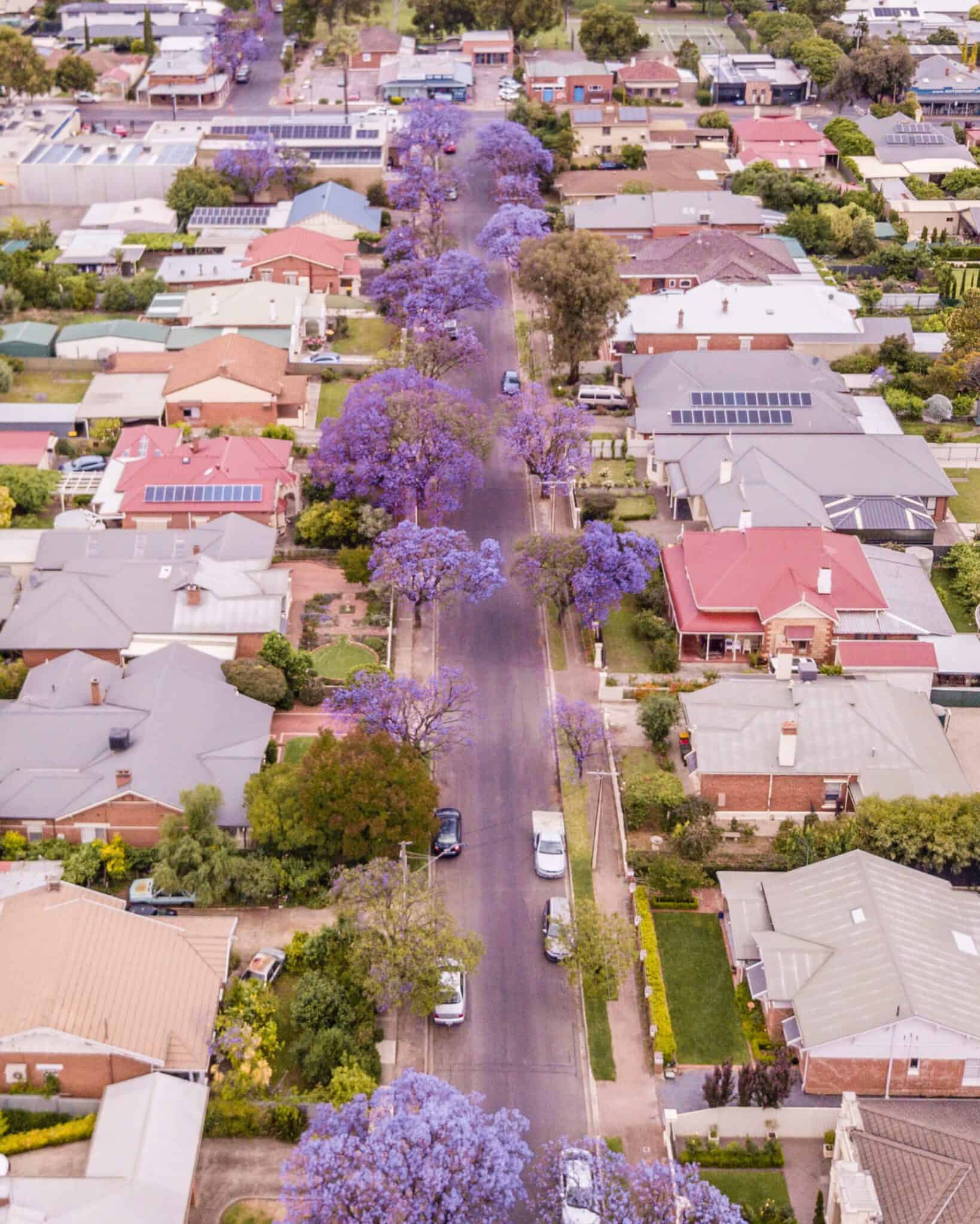 Adelaide Purple Trees