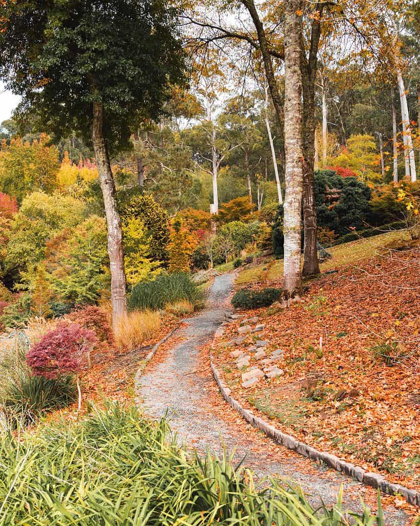 Mt Lofty Botanic Garden - Autumn colours with path through trees