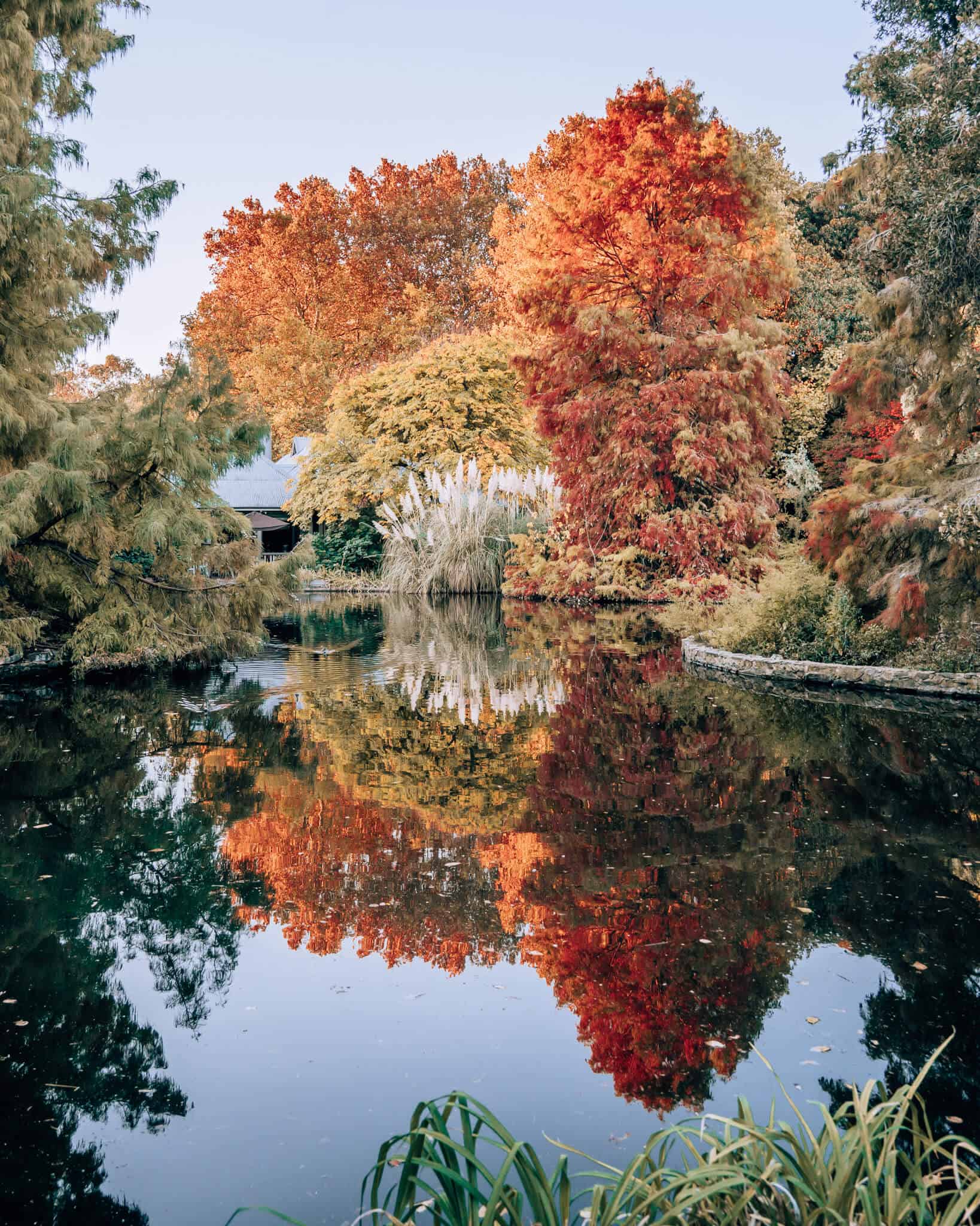 Adelaide in Autumn - Adelaide Botanic Gardens. Turtle pond with reflection of autumn colour trees