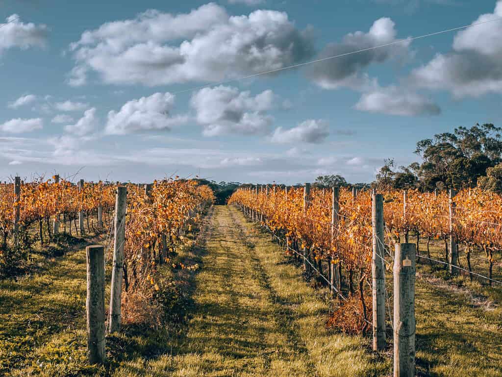 McLaren Vale - Wine Region