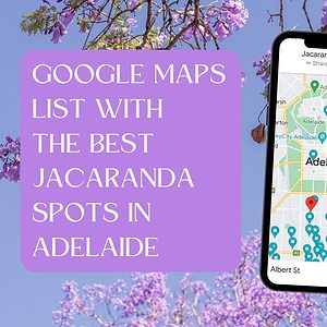 Jacaranda Map Adelaide
