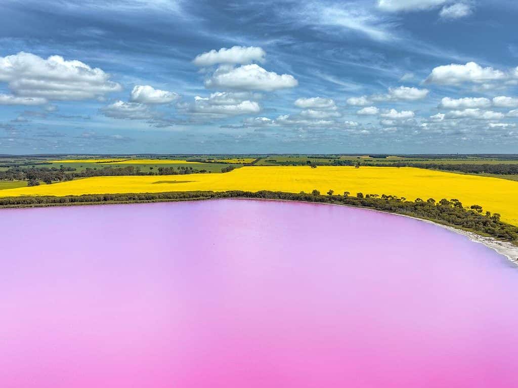 Aerial shot of the pink lake near Dimboola with yellow canola field and blue cloudy sky. 