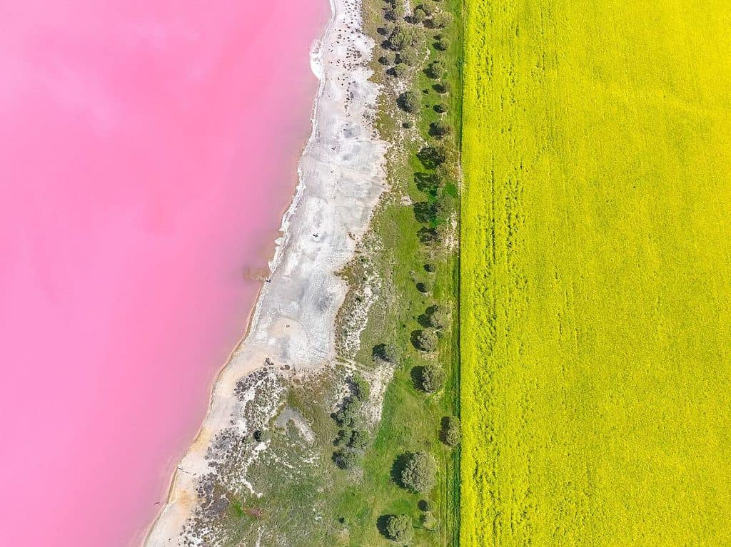 Pink Lake Victoria - Dimboola - drone photo top down with yellow canola