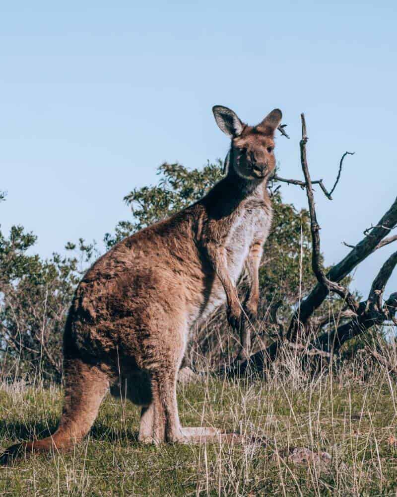 Kangaroo Adelaide Hills
