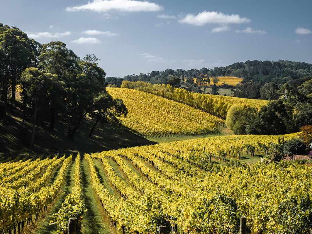 Adelaide Hills Vineyard