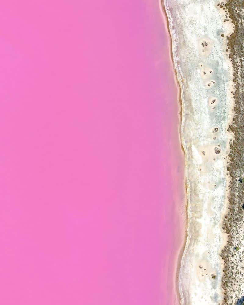 Top down photo of pink lake and white shore with brown shrubs