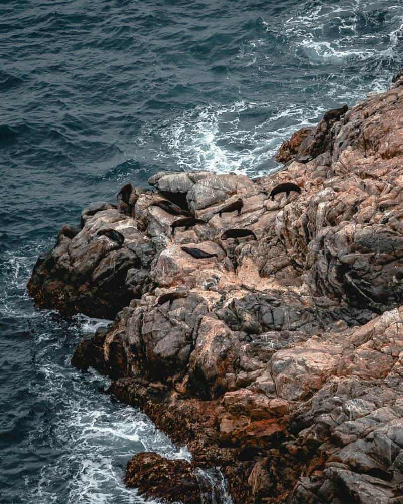 Fur Seals on rocks - Red Banks