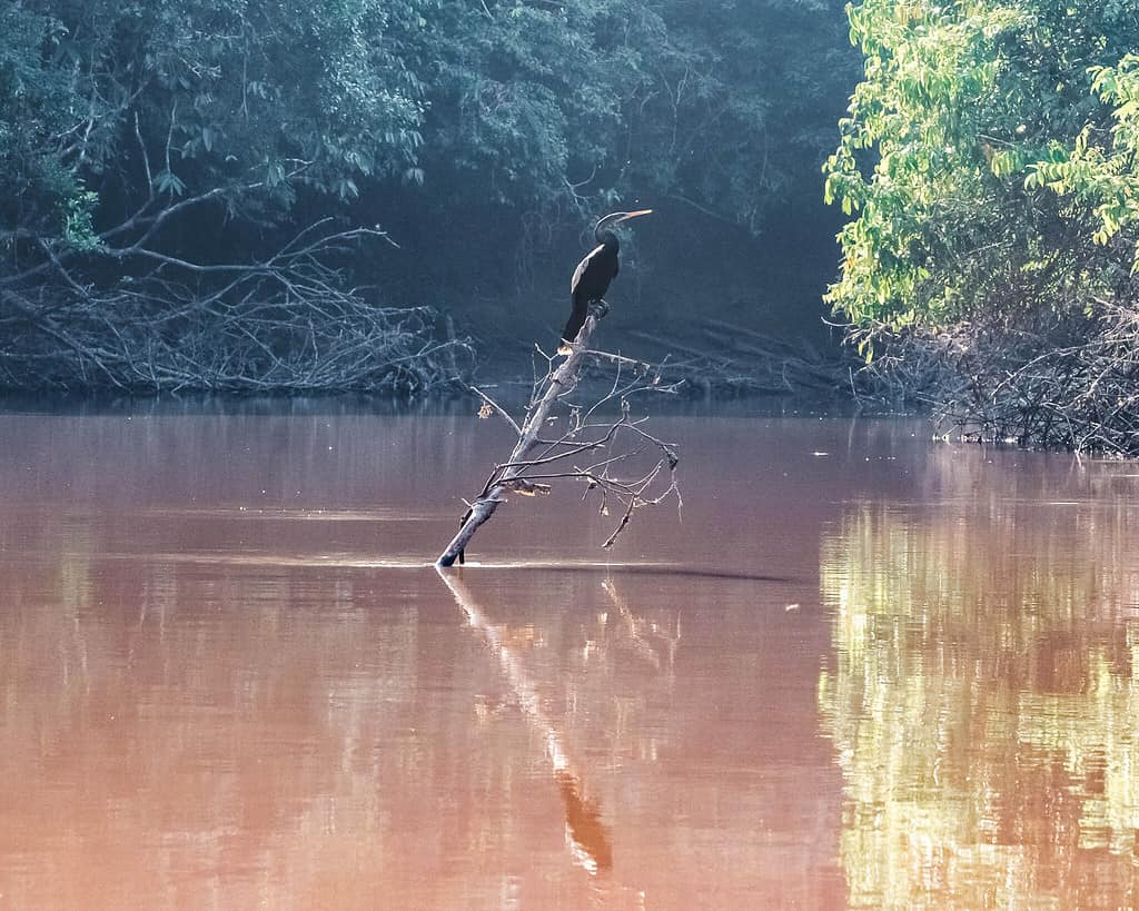 Bird sitting on tree stump in river with reflection