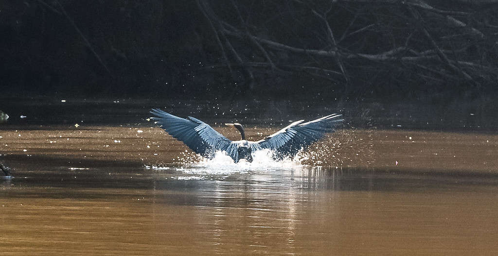 Bird landing in water with wings outstretched - Cuyabeno - Tucan Lodge