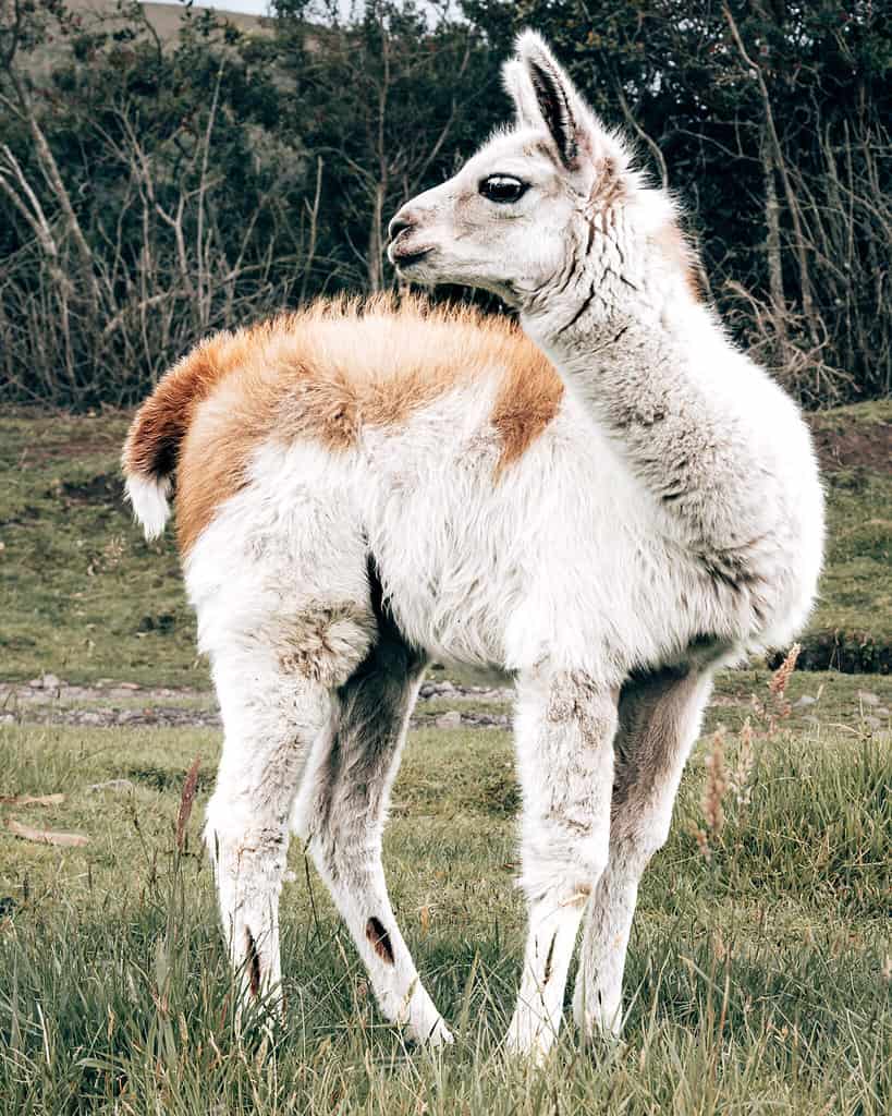 baby llama