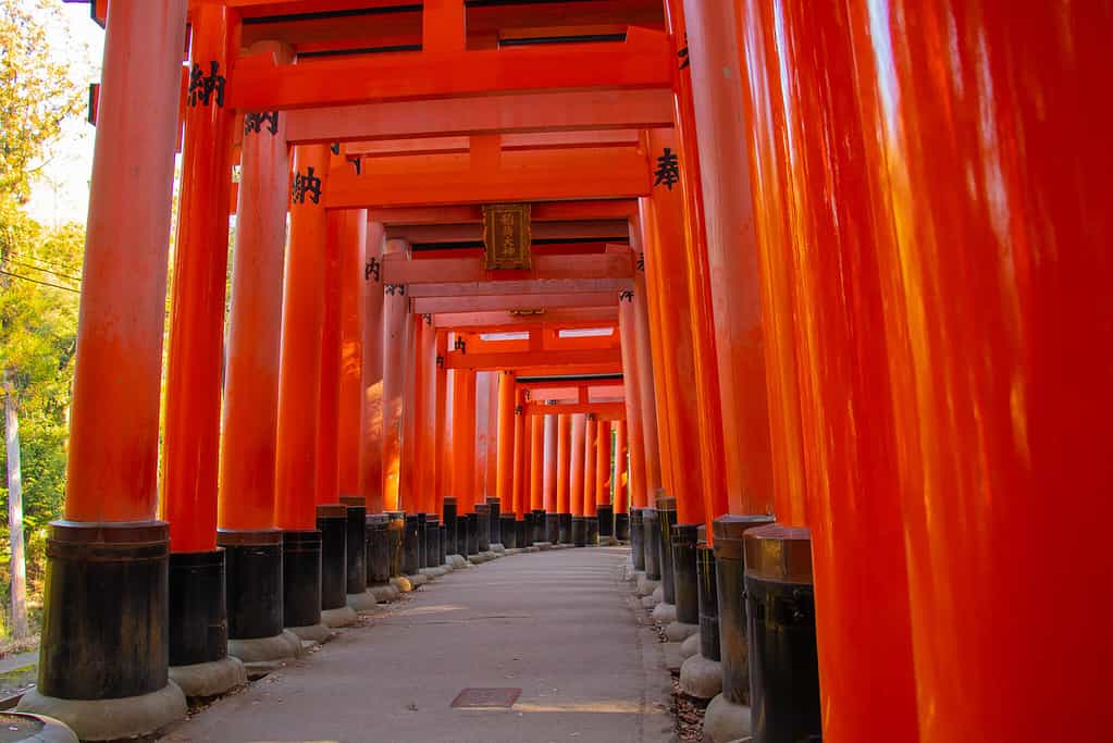 Fushimi Inari Taisha - multiple red torii gates
